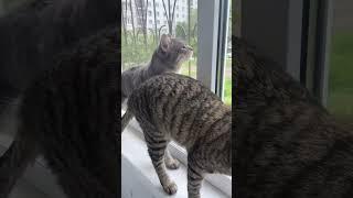 #cat #веселыекоты #марсик #тимоша 