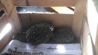 Cuccioli di riccio / Hedgehogs rescue