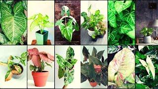 SYNGONIUM VARIETIES - Plants Weekly