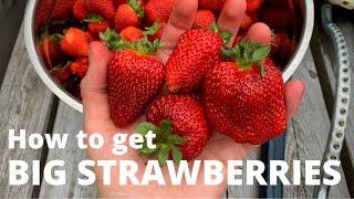 My one tip for BIG Strawberries!