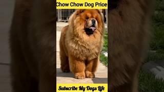 Chow Chow Dog Price #shorts #chowchow #dog