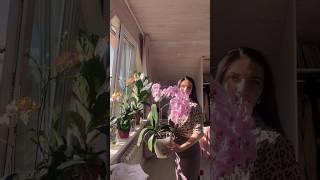 ВЗРЫВНОЕ ЦВЕТЕНИЕ ОРХИДЕЙ  И МНОЖЕСТВО БУТОНОВ И ЦВЕТОНОСОВ!#орхидея #falenopsis