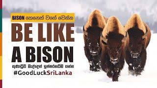 BE LIKE A BISON | Sinhala Motivational Video | Jayspot Motivation