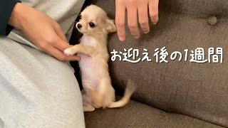 子犬お迎え後のリアルな1週間