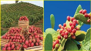 Fruit Farm in Desert Technology - Dragon Fruit,Catus Pear Farming and Harvest - Dragon Fruit Factory