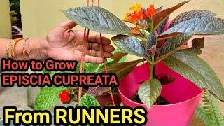 How to Grow Episcia or Flame violet From Runners ! Lovely Hanging Basket with Episcia ! Care Guide