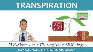 Transport in plants - Transpiration - GCSE Biology (9-1)