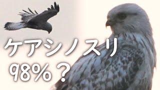 モフかわいいケアシノスリ幼鳥?202303