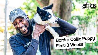 First 3 Weeks with My Border Collie Pup: Socialization, Training & Grooming