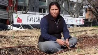 FareShare Kitchen Garden - Open Day