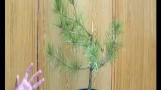 Proyecto Pinus pinaster