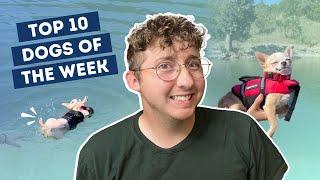 Chihuahua Fails First Swimming Attempt Despite Best Efforts | Top 10 Dogs of the Week!