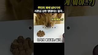 주인의 꾀에 넘어가자 자존심 상한 댕댕이는 결국..