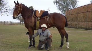 Caballo zaino colorado funcional y manso - DESTACADO -  $780.000 - LOSEQUINOS.COM