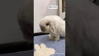 Greeting my bunny in the morning ️