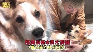 邵庭為癌末愛犬淚崩 「會以新的身分回來」