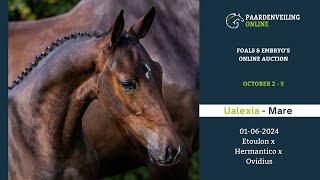 Ualexia – Foals & Embryo’s Online Auction – Paardenveilingonline.com