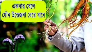 যৌন উত্তেজনা বাড়ানোর গাছের শিকড় || হাতিশুঁড় গাছের উপকারিতা || CURE || jog bayam