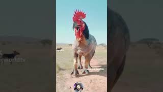 Before & After Animals Growing Up. Amazing Animal Transformation  #short #tiktok #animals