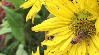 SLO Mo Bees Pollen Harvest