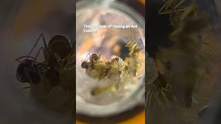 1 year of raising an Ant Empire #ants #insects #nature