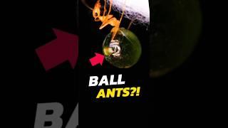 NEVER Eat These Ants  #viral