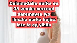 calaamadaha uurka ee 38 weeks maxaad daremaysa iyo ilmaha urjifka ah inte Le egyihiin