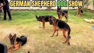 PUNJAB BEST DOG SHOW 2024 | GERMAN SHEPHERD DOG SHOW IN INDIA #germanshepherd