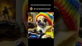 Chihuahua Passes: Hilarious Moments  #memes