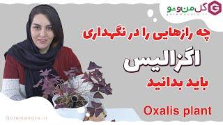 چطور باید از اگزالیس نگهداری کنیم؟ راز پروش اگزالیس در خانه - Oxalis plant