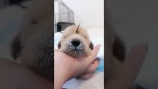 This magical Unicorn puppy was born with a tail on her head 