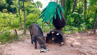 Amazing Skill Building wild boar trap From  Pliers wood #skilltrap #animals #camping