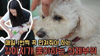 강아지가 완전 좋아하는 신체부위,매일 만져주셔야 해요