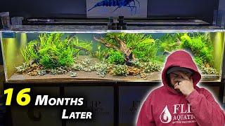 1,000 *shrimp* INTO MONSTER 480 AQUARIUM (16 months later...)