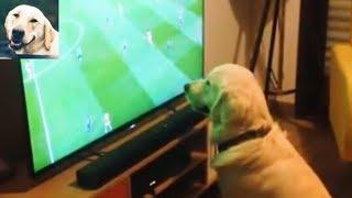 Dogs reaction to football compilation