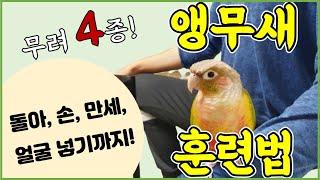 앵무새 '4종 훈련법' 전격 공개! (돌아, 손, 만세, 머리넣기)_Parrot's "Four Types of Training" will be revealed!)