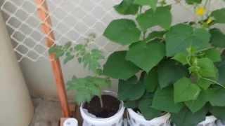 Hi Micks AQUAPONICS video 8