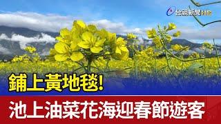 鋪上黃地毯！ 池上油菜花海迎春節遊客