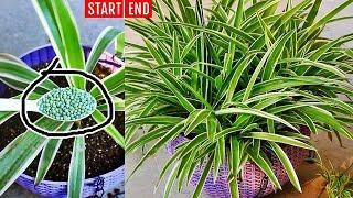 My SECRETS To Make SPIDER Plant BUSHY [100% Success]