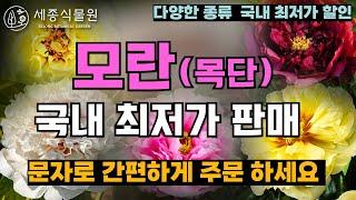 부자 되는 부귀화 모란 목단 국내 최저가 판매 합니다. 문자로 간편하게 주문가능  #목단 #모란 #정원관리 #정원꾸미기 #정원 #식물 #꽃 #작약 #식집사 #정원가꾸기