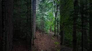 Find happiness in the woods #forestcreek #naturevibes #moodygrams #naturelovers #getoutside #nature