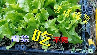 【都市菜園】這樣種菜，青菜吃不完