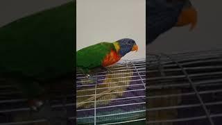 funny lorikeet