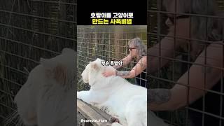 호랑이를 고양이로 만드는 특별한 사육법