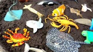 Washing Muddy Sea Animals in Blue Tub with Fun Facts for Kids