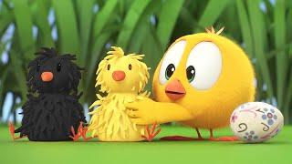 Chicky e seus amigos | Onde está Chicky? | Pintinha amarelinho | Coleção desenhos animados Infantil