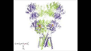 Glutamate receptor movie 9: overall movements during gating – Sobolevsky Lab