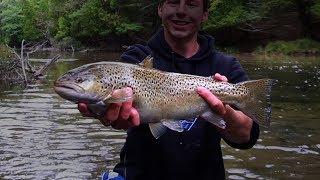 CLEAR Water Fly Fishing for HUGE Salmon and Trout