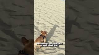 French Bulldog Puppy Says Hello To Beachgoers