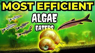 10 Best Algae Eaters for Your Aquarium Fish Tank